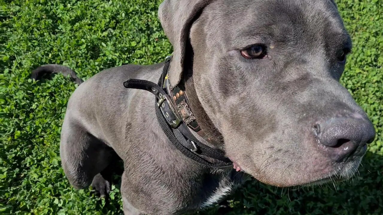 Bruce The Cane Corso 9.5 month old 50 KG 110 Lbs