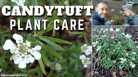 🍭 Candytuft Care | Evergreen Candytuft - SGD 332 🍭