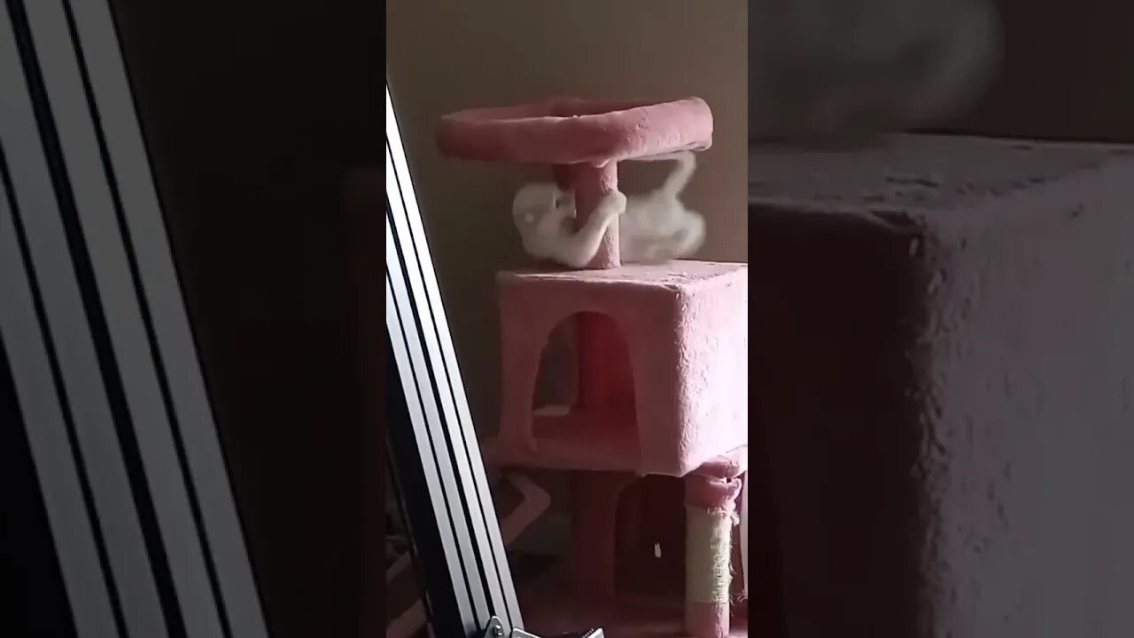 Percy is only part orange cat, so he rarely gets to use the brain cell