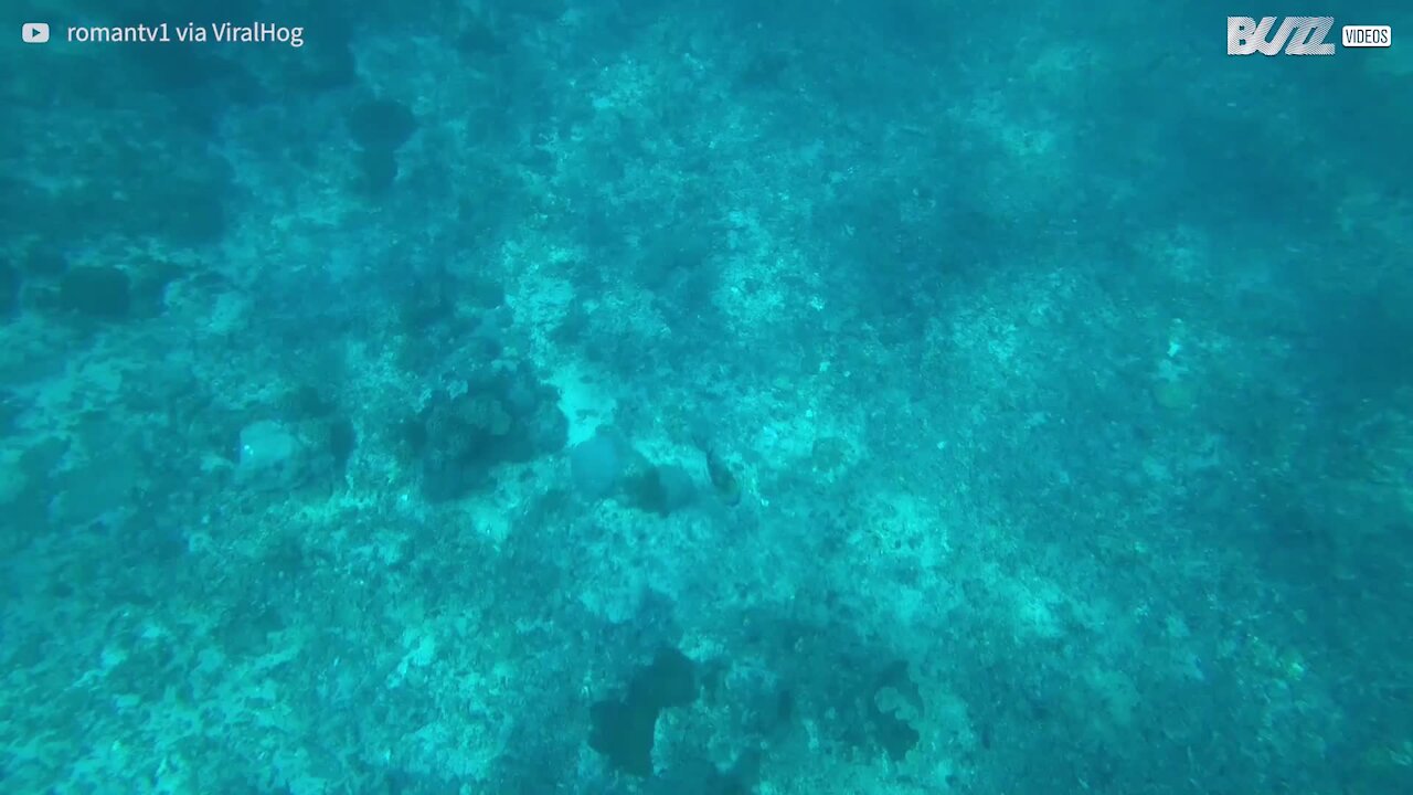 Un poisson en colère s'en prend à ces plongeurs