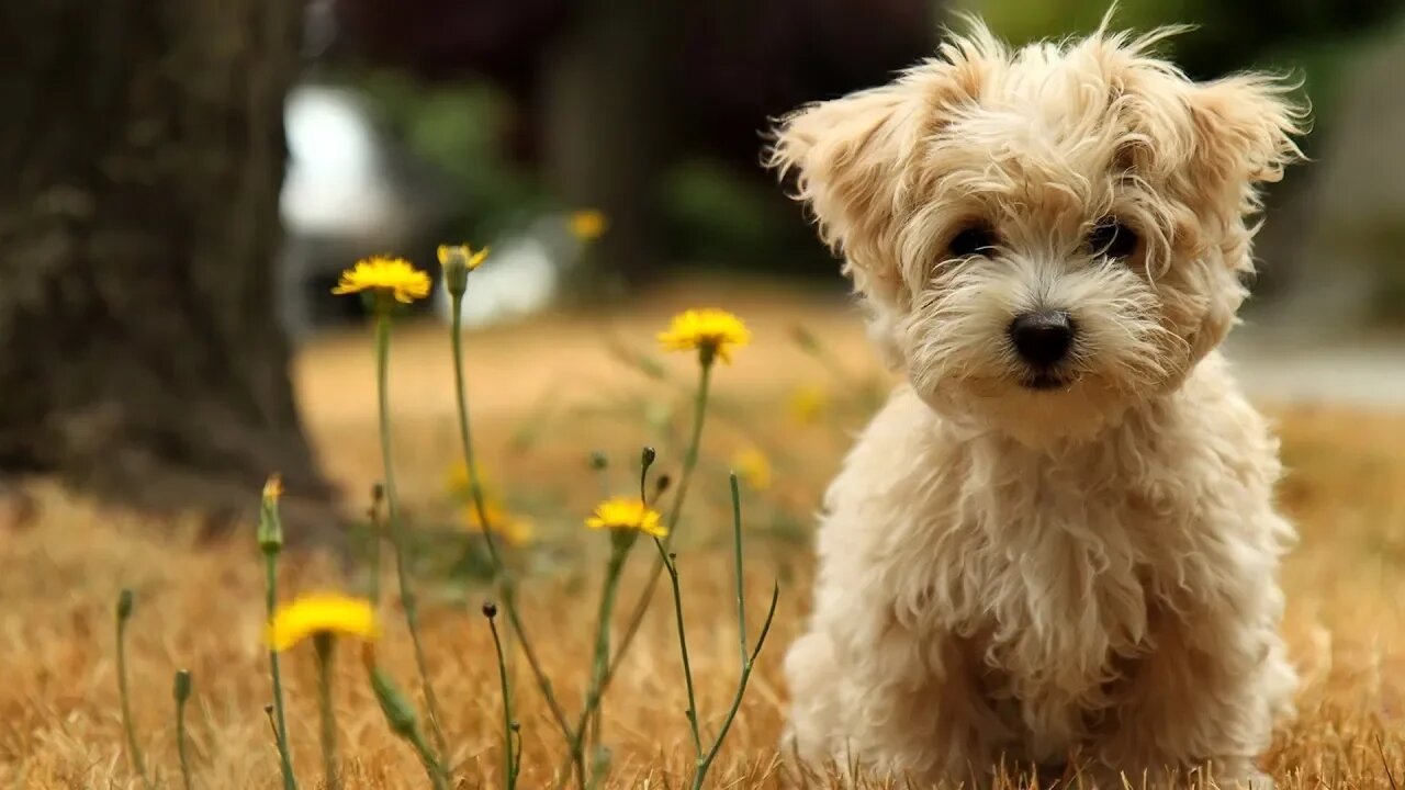 What's With Everyone Being Mean To Their Pets Online?
