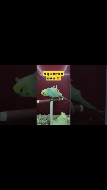 Le concours du meilleur oiseau de la race perush houkko