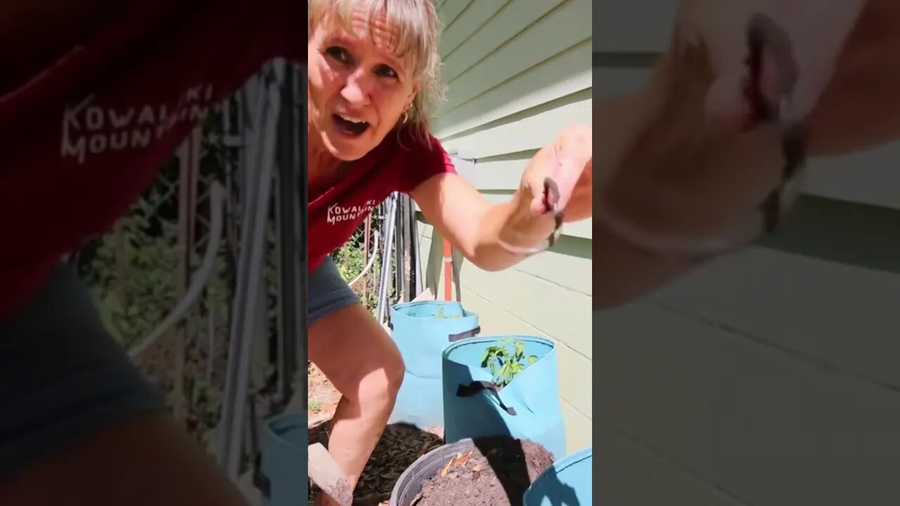 Wiggly Worms in the Container Garden!