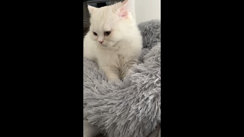 Cat Busy Making Biscuits