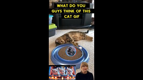 Cute Cat Gif