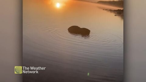 Beaver silhouette leaves ripples as it snacks at sunset