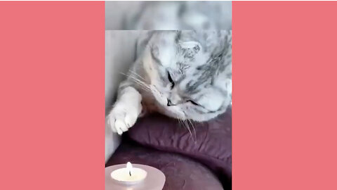 Funny animals - Funny cats and dogs - Funny animal videos 2024