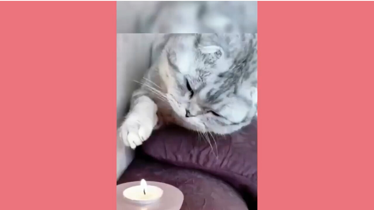 Funny animals - Funny cats and dogs - Funny animal videos 2024