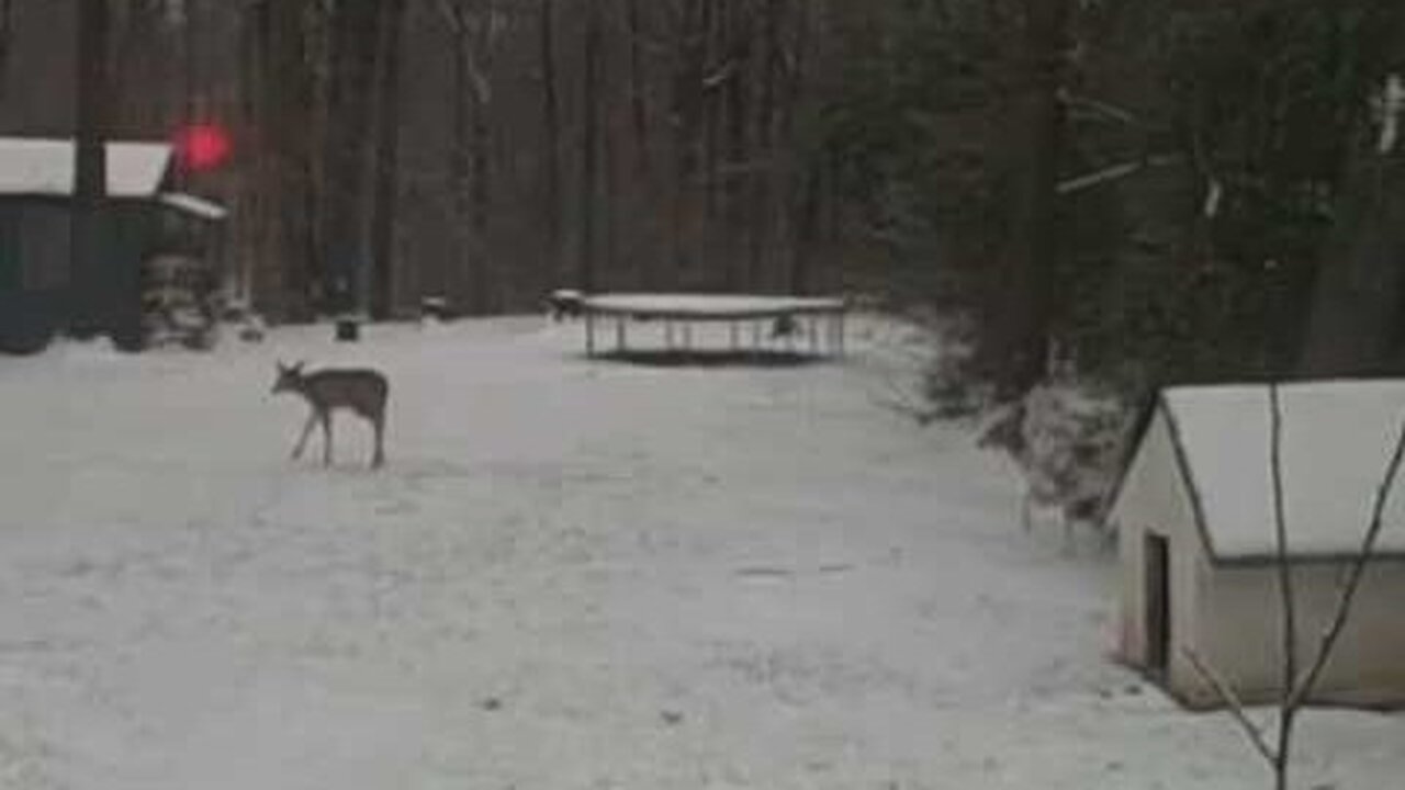 Dr. Berg has an Albino Deer in His Backyard