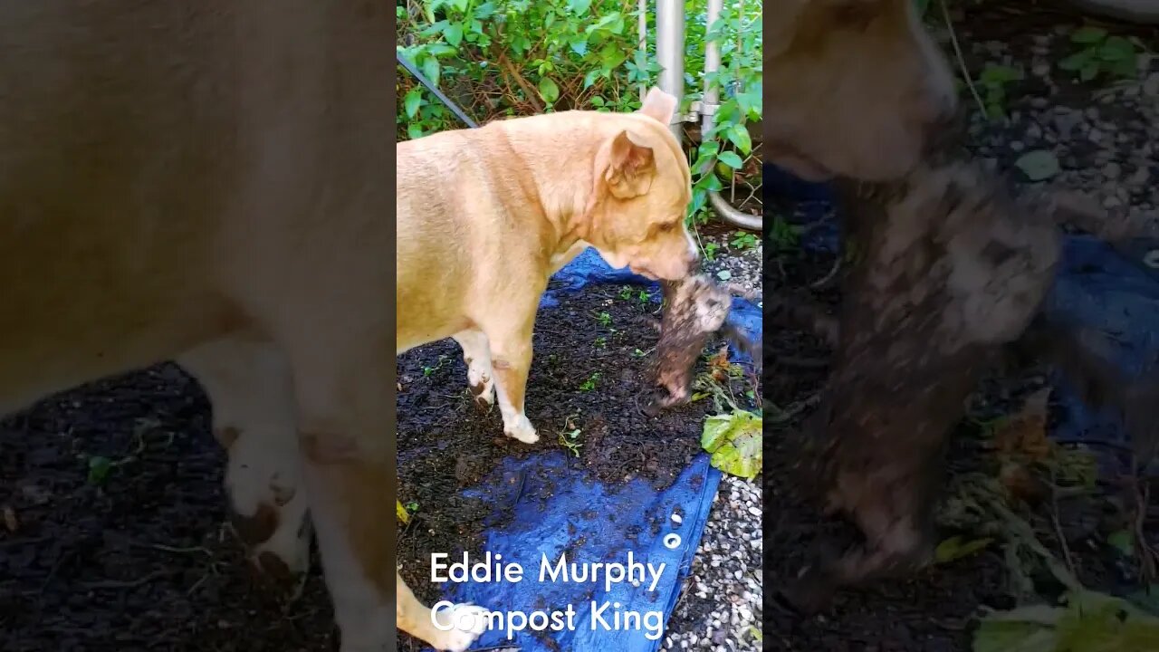 Pitbull Makes Compost with Squirrel #dog #city #compost #pitbull #permaculture #jerseycity