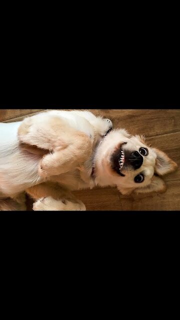 Laugh Your Head Off TP Edition