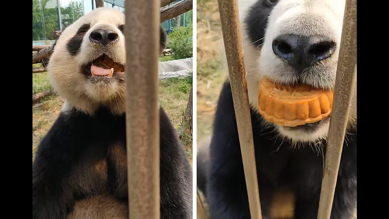 Pandas eat moon cakes