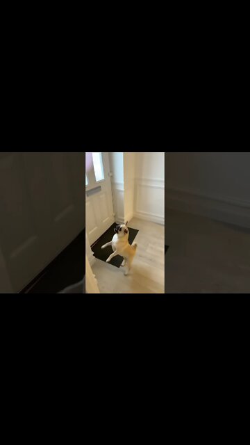 My pug has issues! #shorts