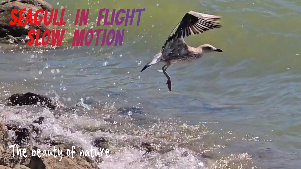 Seagull in flight in slow motion with music / Beautiful bird in flight.