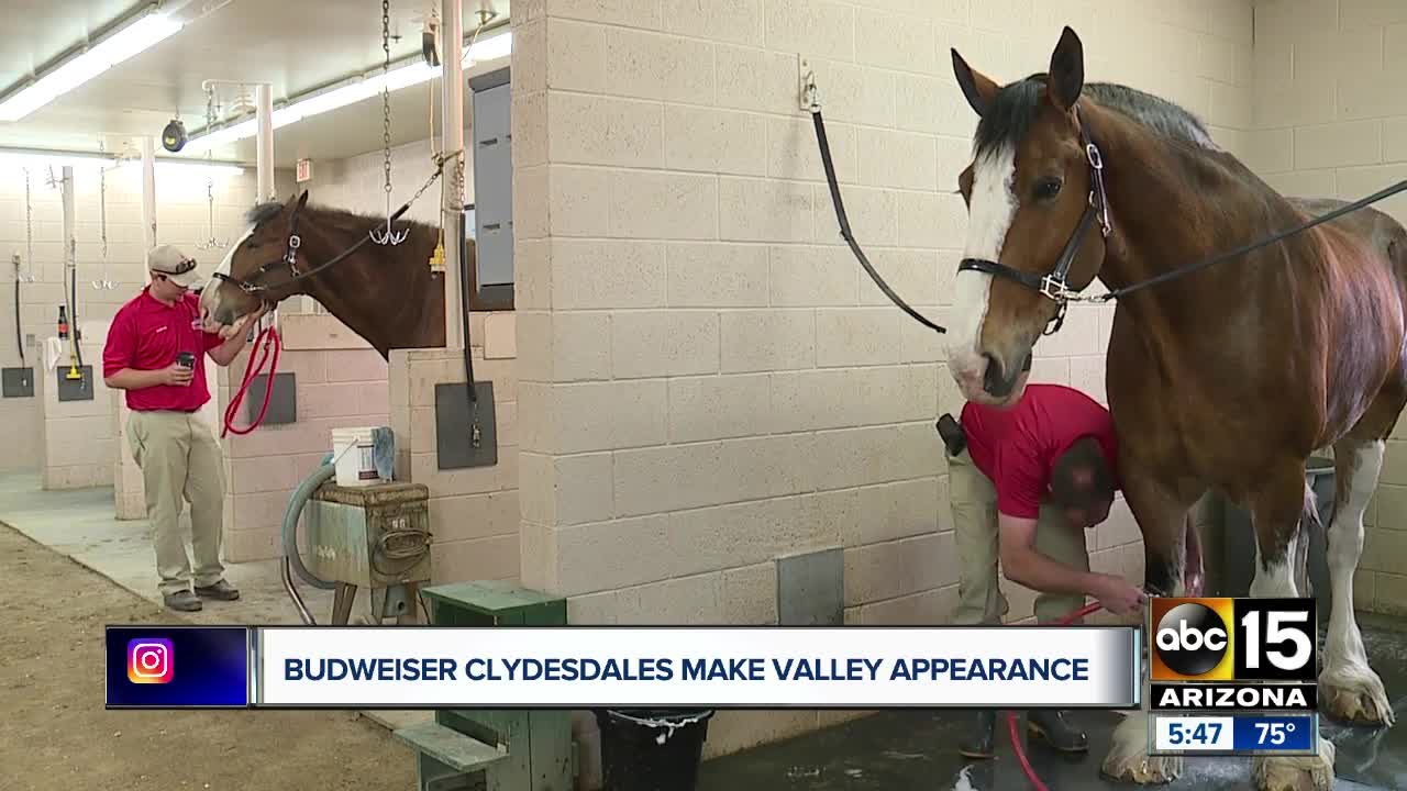 Famous Budweiser Clydesdales visiting the Valley this week