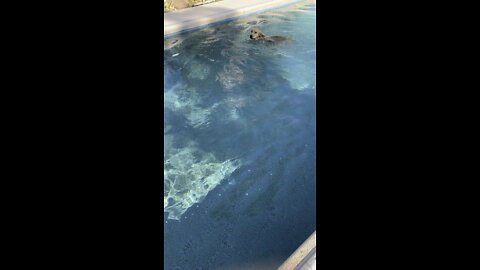 Quincy enjoying the pool.