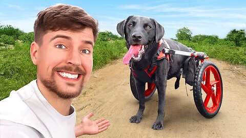 We Helped Paralyzed Dogs Run Again Fundraiser