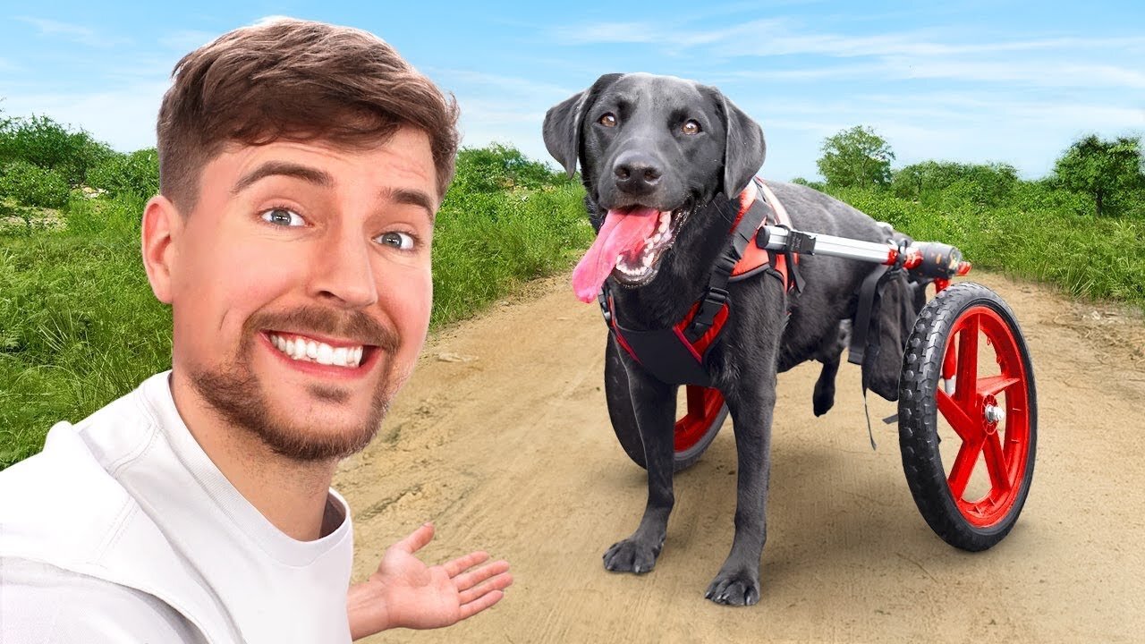 We Helped Paralyzed Dogs Run Again Fundraiser
