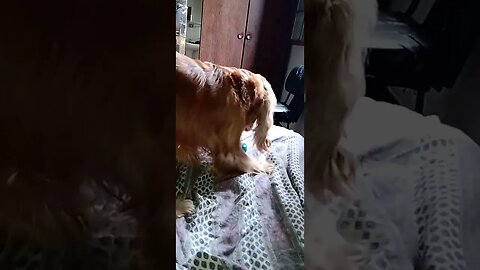 #dogshow , #animals , #dogs , #shorts