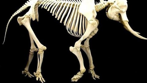 What are some awesome images from the animal world?