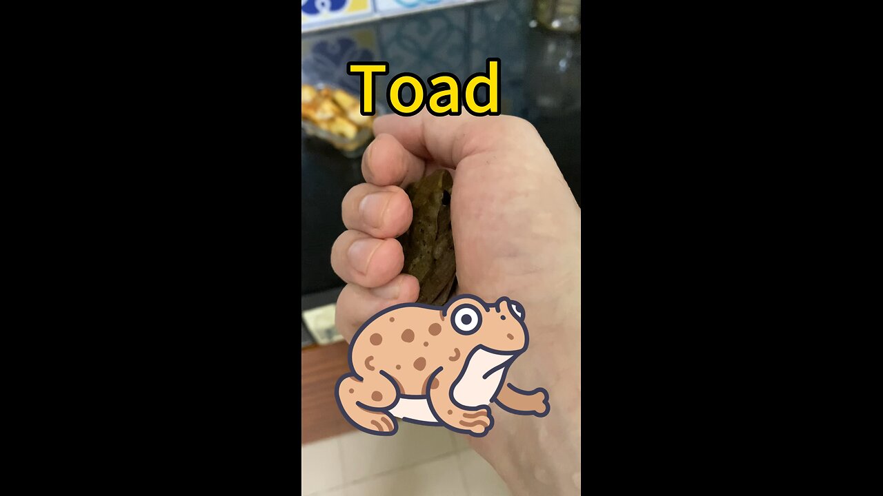 Saving a Toad🇻🇳 #toad #savinganimal #hanoi
