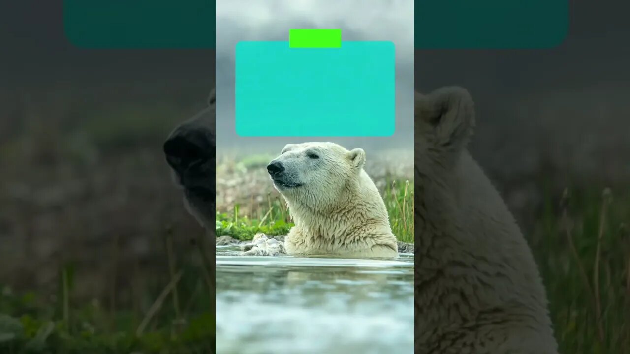 This is how long polar bears can be underwater #shorts