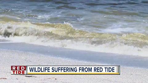 Animal rescuers get a break, red tide moves east