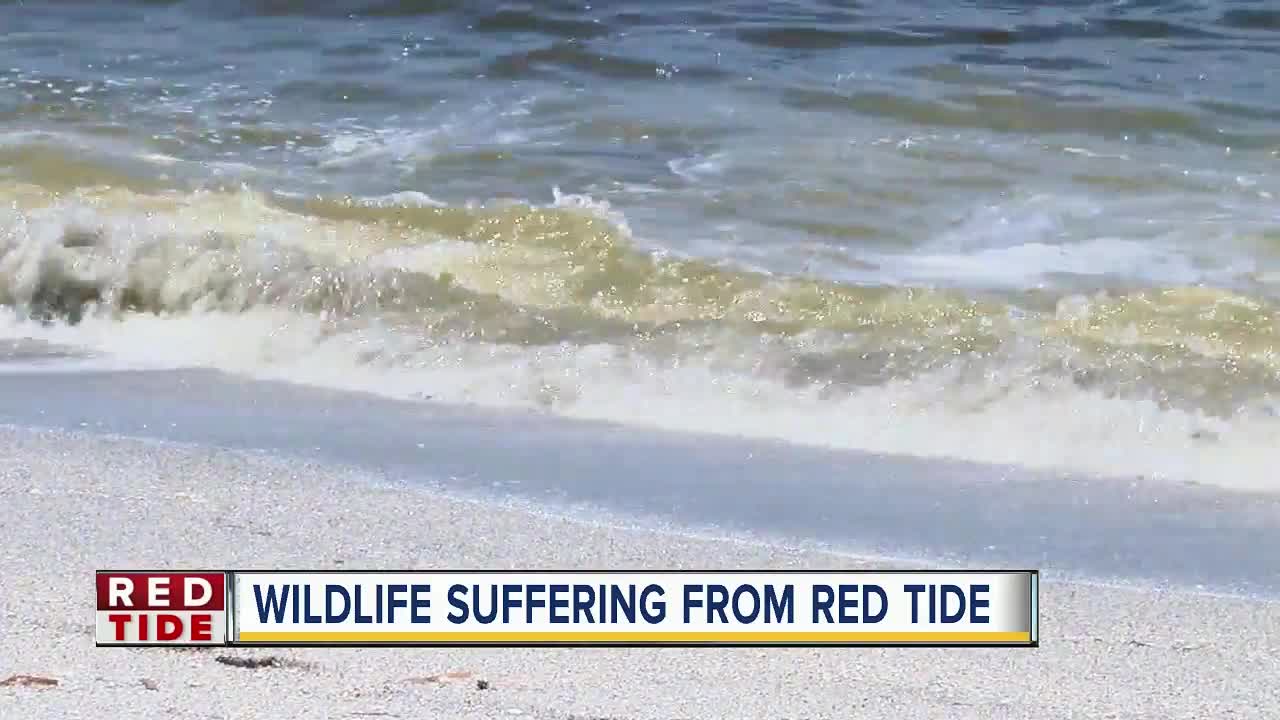 Animal rescuers get a break, red tide moves east