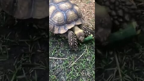 Timelapse Tortellini the Tortoise vs GIANT Zucchini #shorts #sulcata #tortoise #timelapse