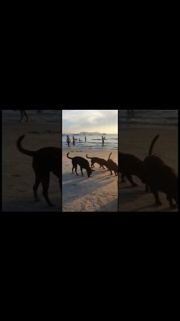 🐕 Dogs atraidos pelo cheiro da carne de cerdo... Saudade 🥰 da beira mar SC