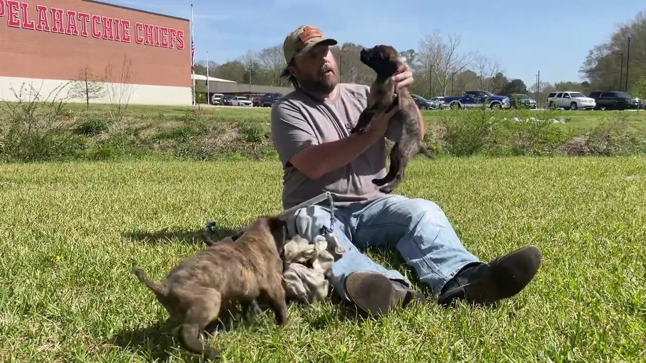 Roke x Phoenix Pups - 7 wks old - My keepers and the other female.