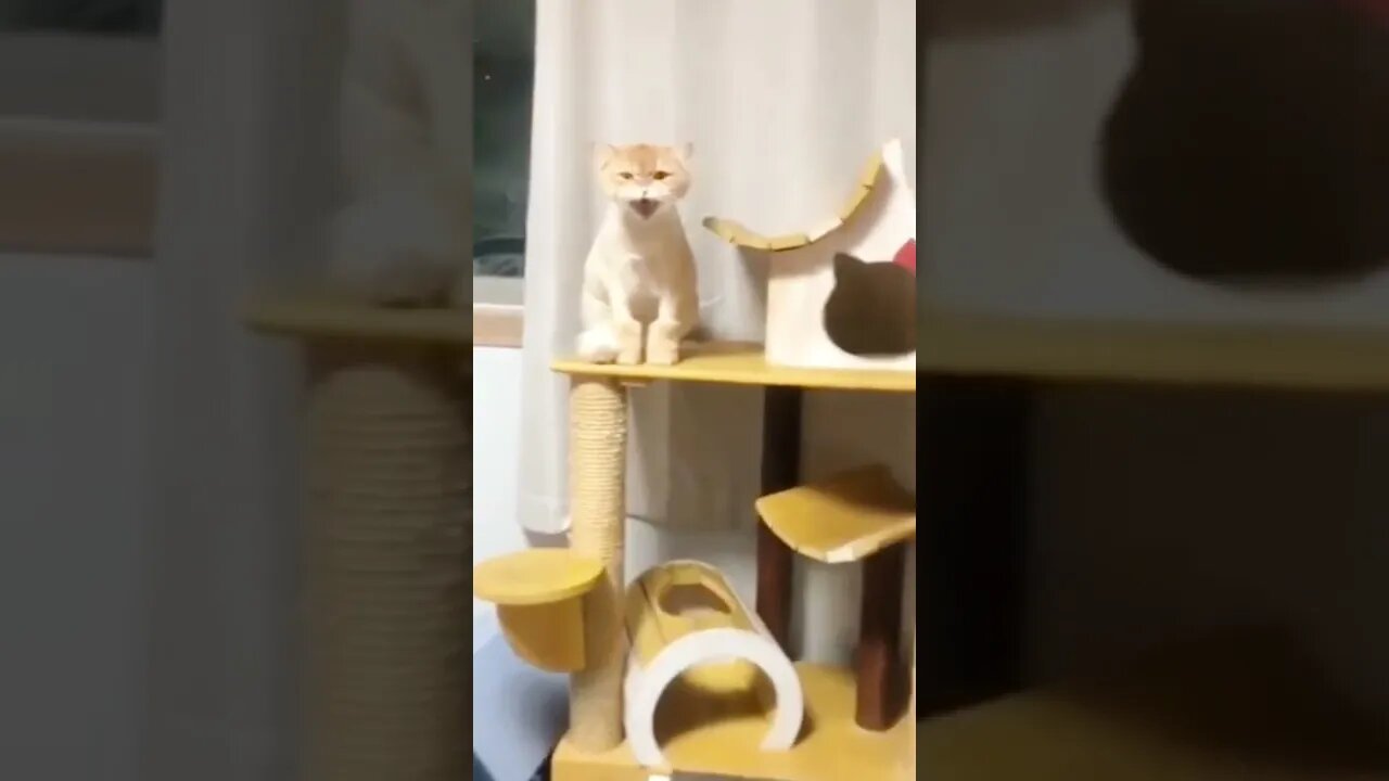 The Siren 🚨 Kitty Try not to laugh - funny cats #shorts