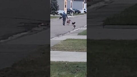 Neighbors Cat Follows Her & The Dogs On Their Walk