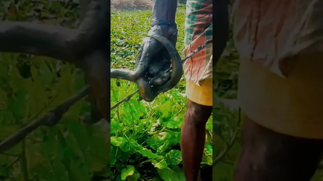 #shortvideo #shorts