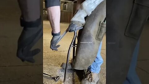 #samdracottfarrier #farrier #horses #asmr #satisfyingvideos #satisfying #hacks #fyp1