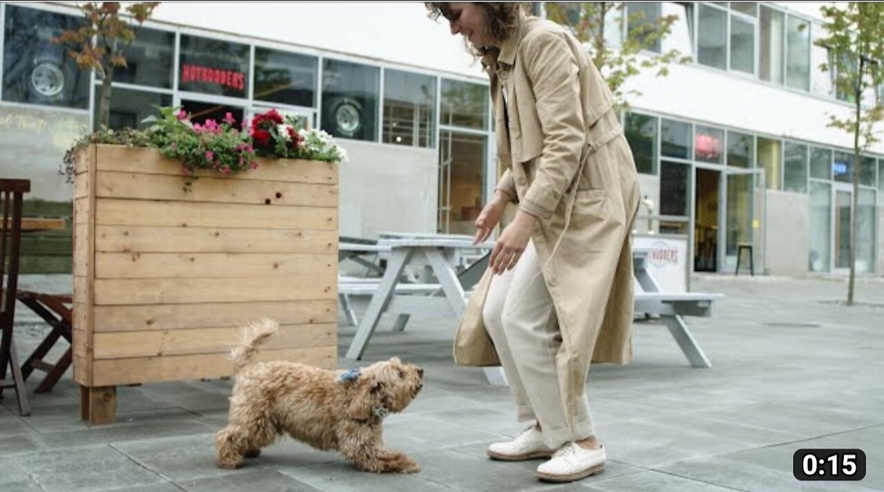 Brown colour cute pet dog