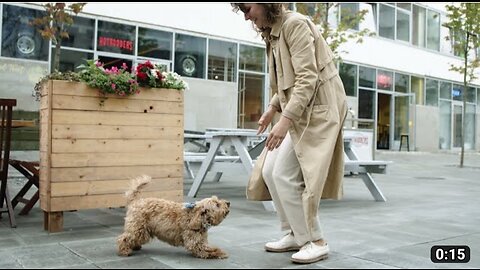 Brown colour cute pet dog