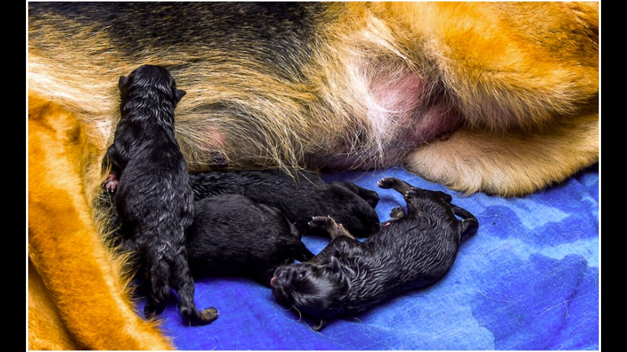 Dog Has Amazing Birth While Standing!