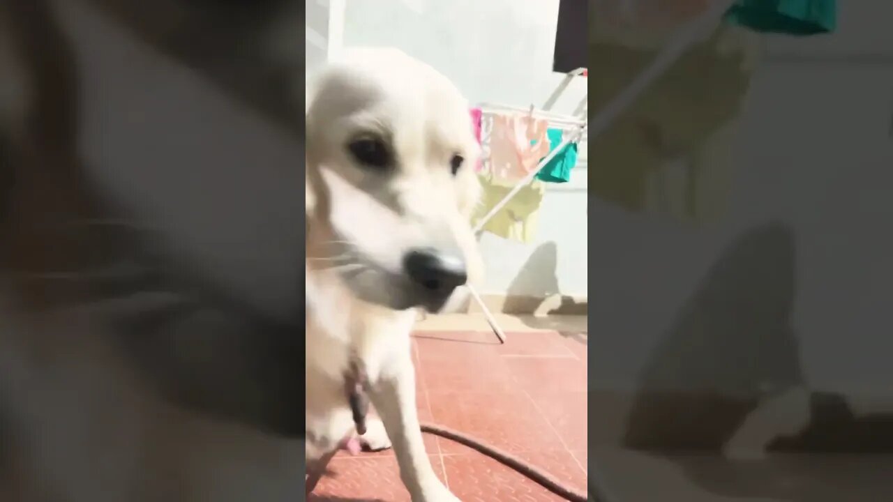 Golden Retriever | Good Boy 🤩👏👏👏#goldenretriever #shorts