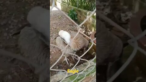 Eagle in Tada resort #shorts