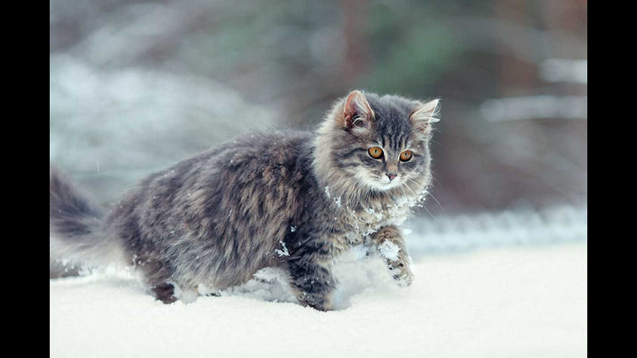 Cat vs snow 🤗😁