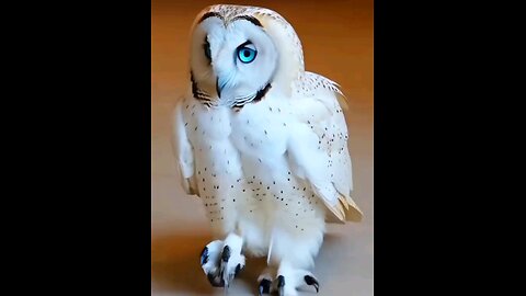 beautiful #owl#Birds