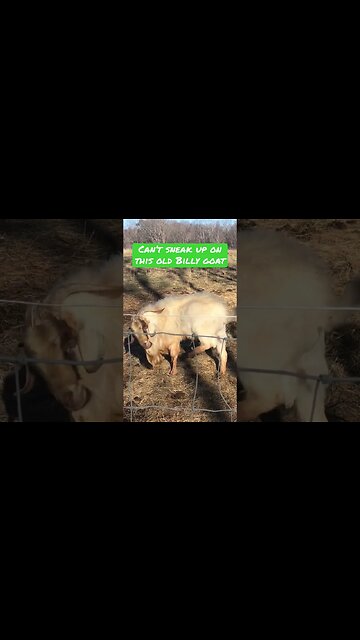 Sneaking up on the old #goat