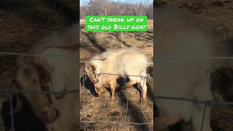 Sneaking up on the old #goat