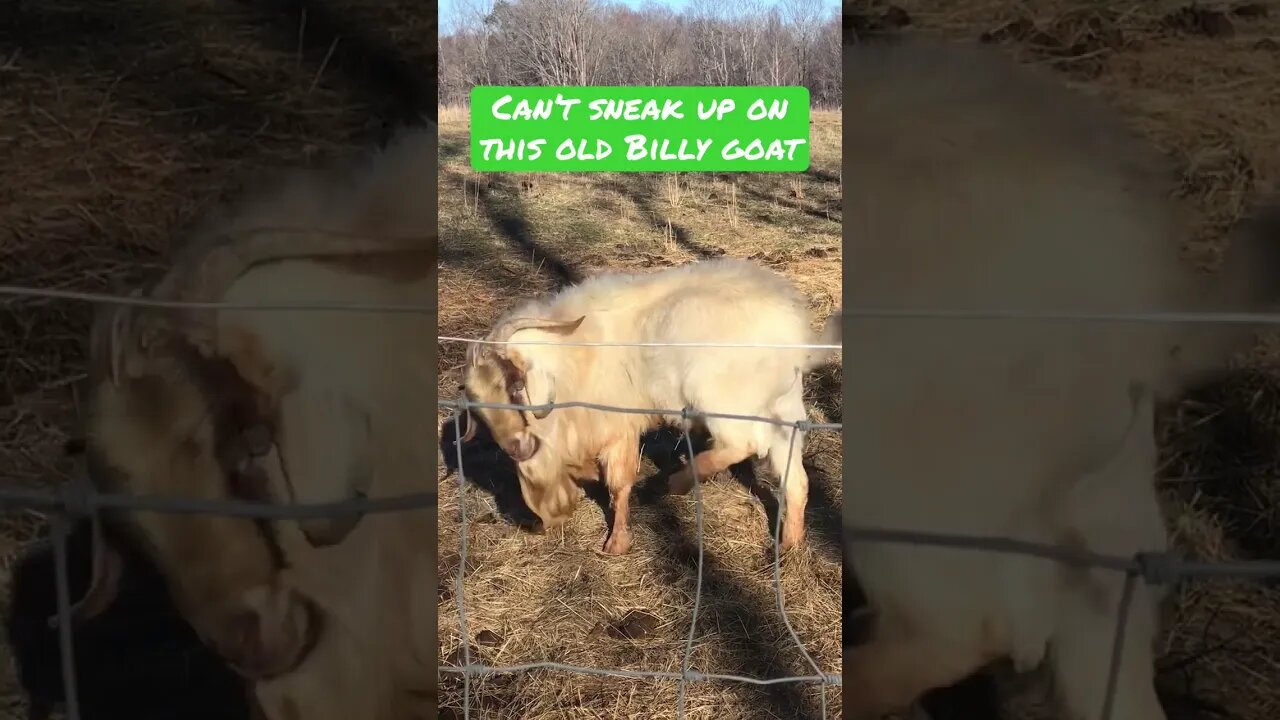 Sneaking up on the old #goat