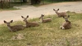 Des cerfs envahissent son jardin pour se reposer