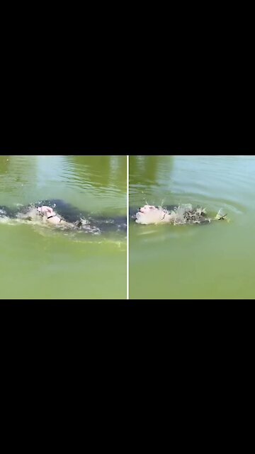 Swimming Puppy Freaks Out After Unseen Branch Touches Him