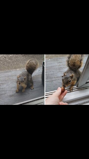 Friendly squirrel stops by for daily snack