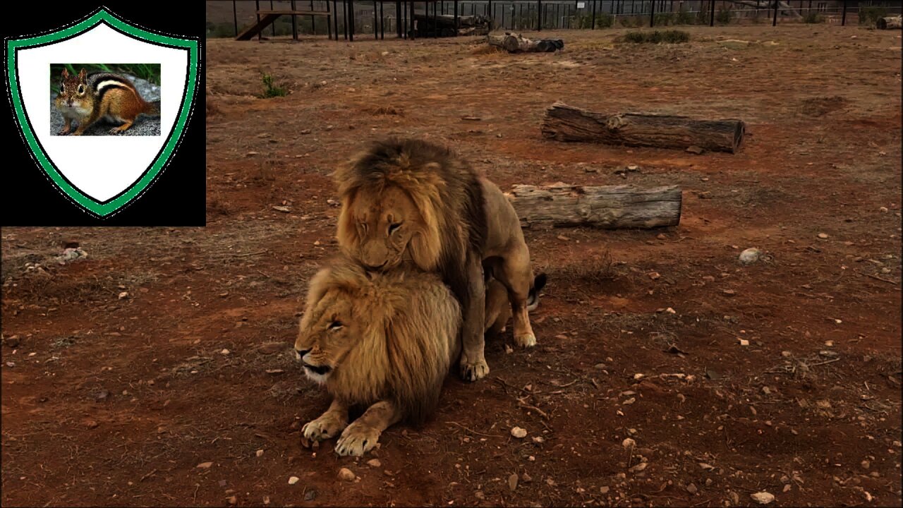 Reaction to 'lion gay' by Alex Katzevich