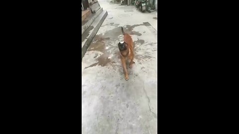 Dog balancing a glass of water❤️